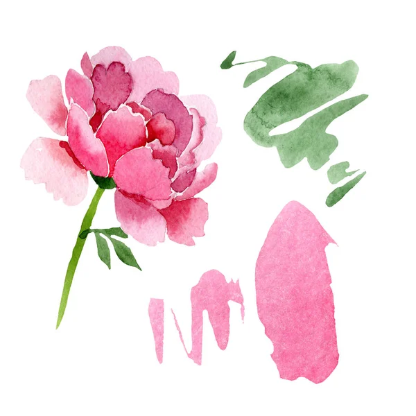 Rosa peônia flores botânicas florais. Conjunto de ilustração de fundo aquarela. Peônias isoladas elemento ilustrativo . — Fotografia de Stock