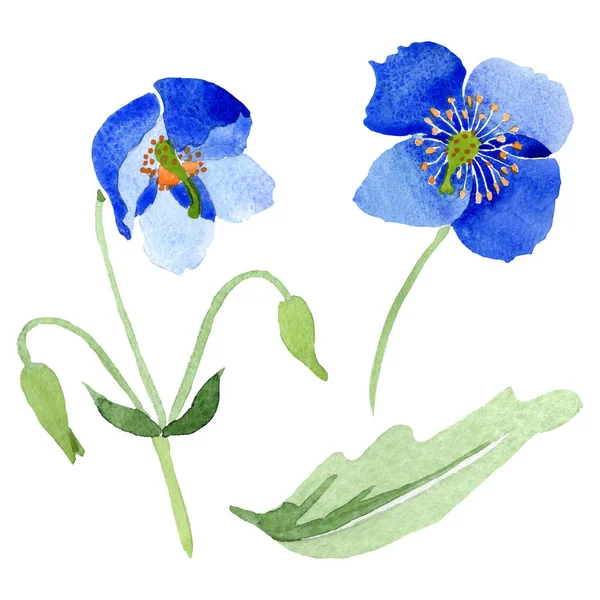 Fiori botanici floreali di papavero blu. Acquerello sfondo illustrazione set. Elemento di illustrazione papaveri isolati . — Foto Stock