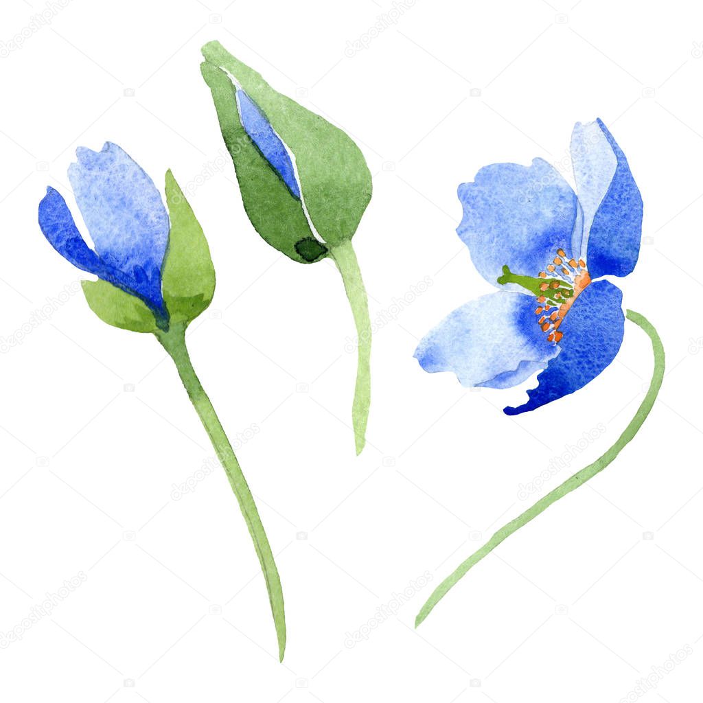Blue poppy floral botanical flowers. Watercolor background illustration set. Isolated poppies illustration element.