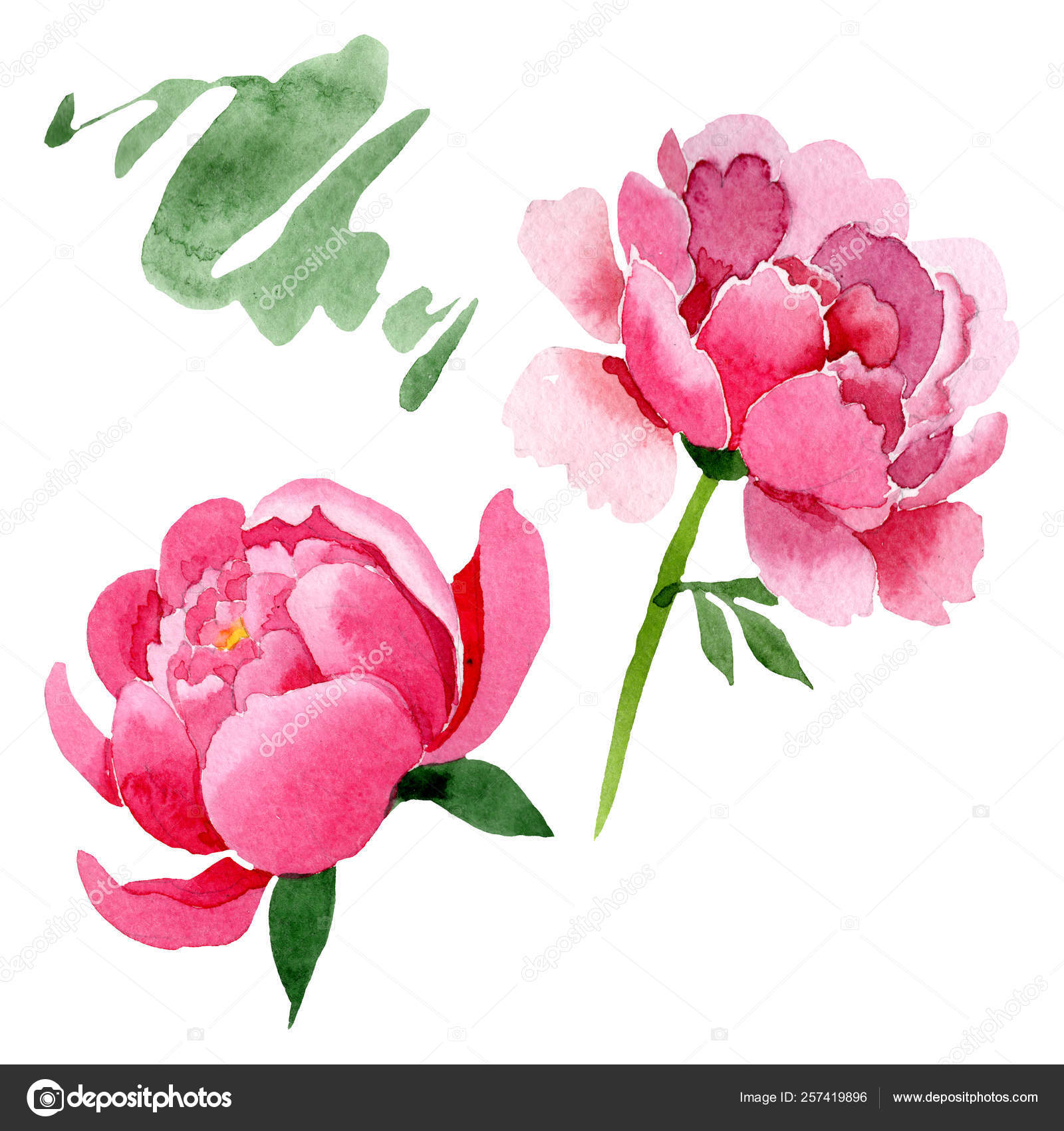 Rosa peônia flores botânicas florais. Conjunto de ilustração de fundo  aquarela. Peônias isoladas elemento ilustrativo . Ilustração de ©MyStocks  #257419896, image size:1600x1700