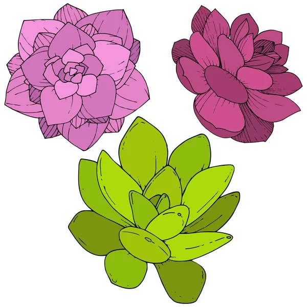 Vector Suculentas flor botánica floral. Arte de tinta grabada. Elemento ilustrativo de suculentas aisladas . — Vector de stock