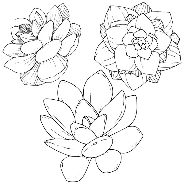 Vector Suculentas flor botánica floral. Tinta grabada en blanco y negro. Elemento ilustrativo de suculentas aisladas . — Vector de stock