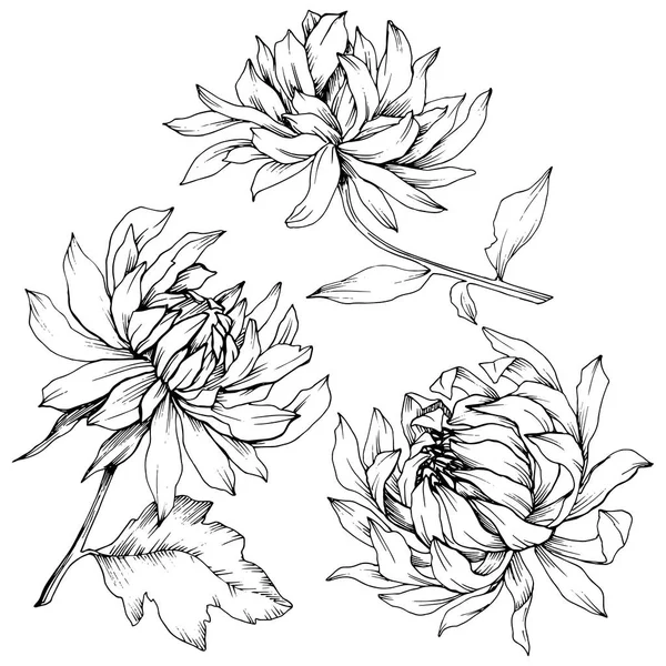 Διάνυσμα floral βοτανικό λουλούδια χρυσάνθεμων. Μαύρο και άσπρο χαραγμένο μελάνι τέχνης. Απομονωμένη λουλούδι εικονογράφηση στοιχείο. — Διανυσματικό Αρχείο