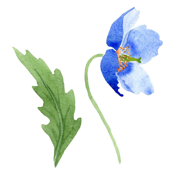 Синий мак цветочные ботанические цветы. Набор акварельных фонов. Изолированный элемент иллюстрации маков
.
