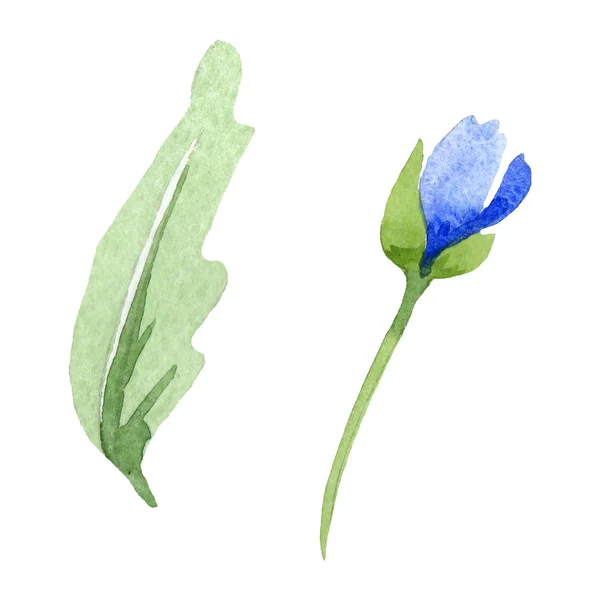 Niebieski MAK kwiatowy kwiaty botanicznych. Zestaw ilustracji tle akwarela. Element ilustracja na białym tle Maki. — Zdjęcie stockowe