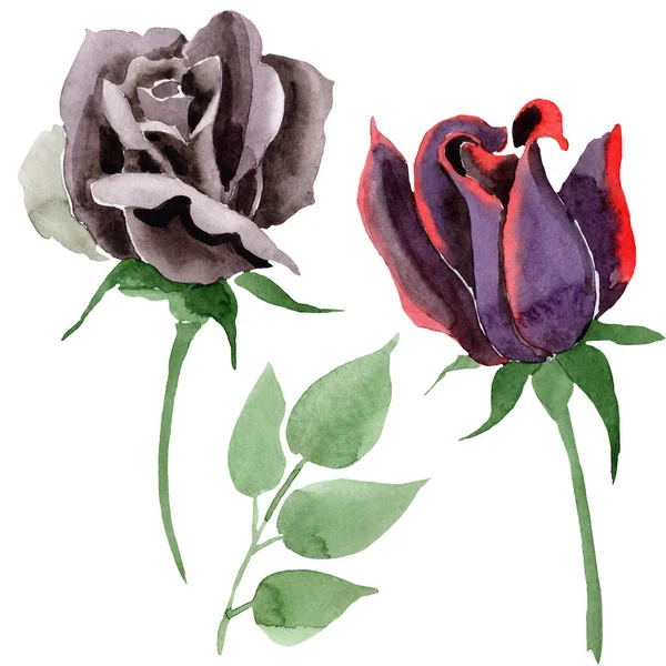 Botanische Blüten der schwarzen Rose. Aquarell Hintergrundillustration Set. Isolierte Rose als Illustrationselement. — Stockfoto