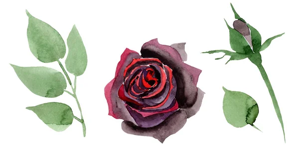 Černé růže květinové botanické květiny. Vodný obrázek pozadí-barevný. Izolovaná růžová ilustrace. — Stock fotografie