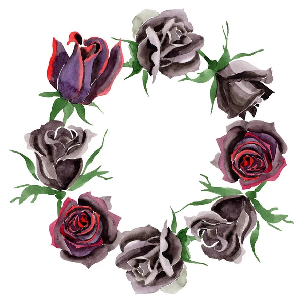 Czarna Róża kwiatowy kwiatów botanicznych. Akwarela zestaw ilustracji tła. Obramowanie ramy ornament kwadrat. — Zdjęcie stockowe