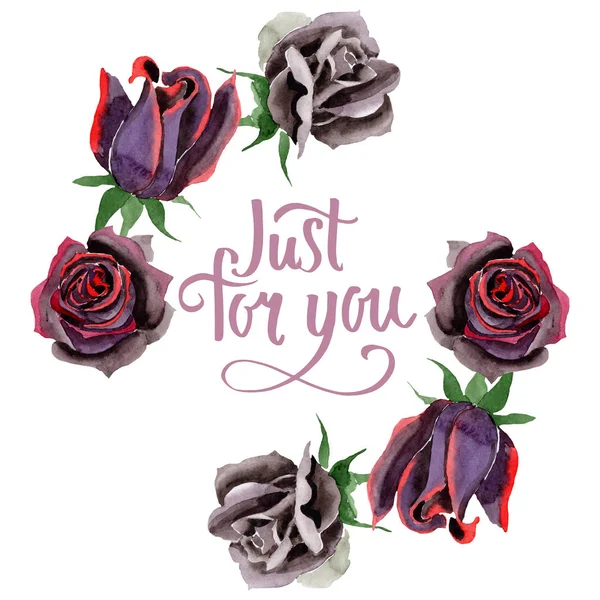 Rosa preta flores botânicas florais. Conjunto de ilustração de fundo aquarela. Quadro borda ornamento quadrado . — Fotografia de Stock