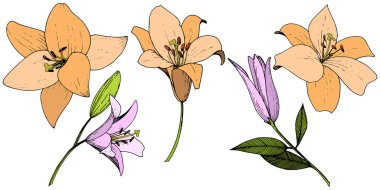Pembe ve turuncu lily botanik çiçek vektör. Oyulmuş mürekkep sanat. İzole zambak resim öğesi.