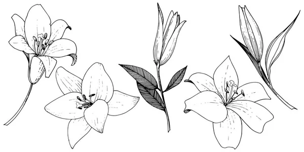 Διάνυσμα floral βοτανικό λουλούδι κρίνων. Μαύρο και άσπρο χαραγμένο μελάνι τέχνης. Απομονωμένη κρίνοι εικονογράφηση στοιχείο. — Διανυσματικό Αρχείο