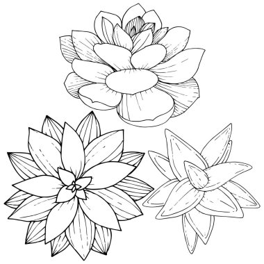 Vektör Succulents botanik çiçek. Siyah ve beyaz mürekkep sanat kazınmış. İzole succulents illüstrasyon öğesi.