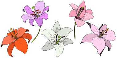 Vektör Lily botanik çiçek. Beyaz arka plan üzerinde oyulmuş mürekkep sanat. İzole lilyum illüstrasyon öğesi.