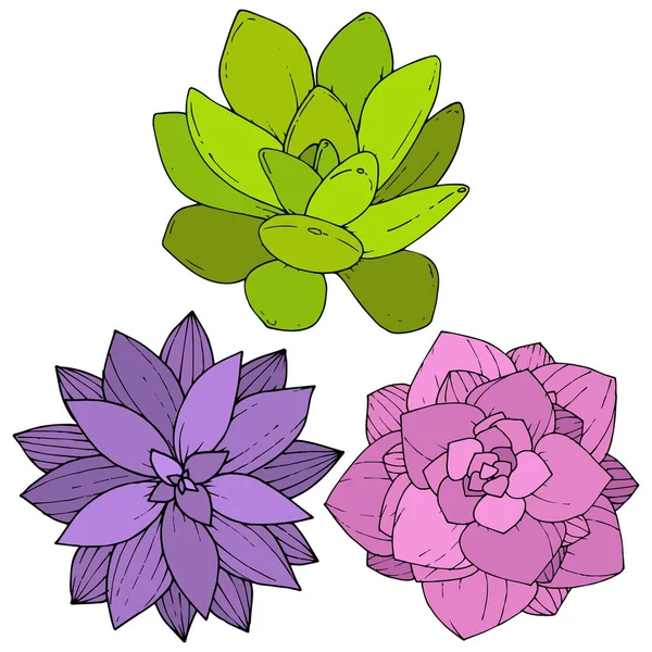 Vektor pozsgás növények botanikai virág virág. Vésett tinta art. Elszigetelt succulents ábra elem. — Stock Vector