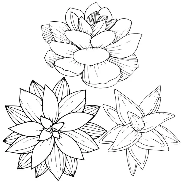 Vector Suculentas flor botánica floral. Tinta grabada en blanco y negro. Elemento ilustrativo de suculentas aisladas . — Vector de stock