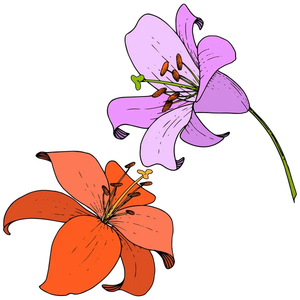 Vektör vektör kırmızı ve menekşe zambak çiçek botanik çiçek. Kazınmış mürekkep. İzole lilyum illüstrasyon elemanı. — Stok Vektör