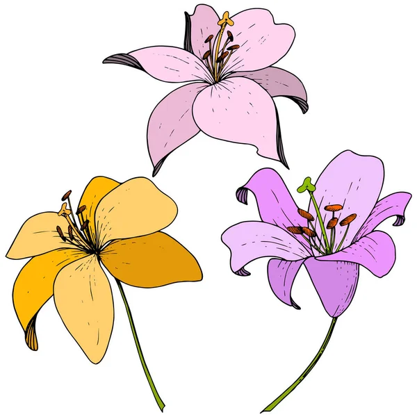 Vector Lily floral botanische bloem. De kunst van het gegraveerde inkt op een witte achtergrond. Geïsoleerde lilium afbeelding element. — Stockvector