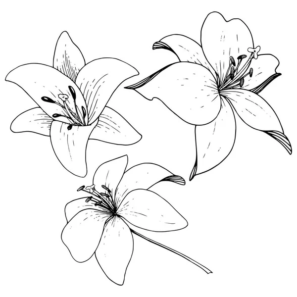 Вектор Лілія квіткова ботанічна квітка. Вигравіруване чорнило на білому тлі. Ізольований елемент ілюстрації лілії . — стоковий вектор