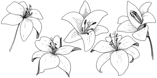 Vektorlilie blumige botanische Blume. Tuschekunst auf weißem Hintergrund eingraviert. Isoliertes Lilium-Illustrationselement. — Stockvektor