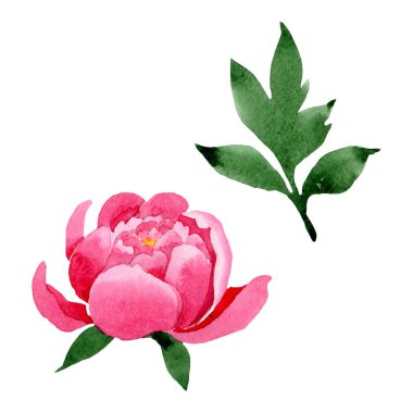 Pembe peony çiçek botanik çiçekler. Suluboya arka plan illüstrasyon küme. İzole peonies illüstrasyon öğesi.