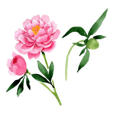 Pembe peony çiçek botanik çiçekler. Suluboya arka plan illüstrasyon küme. İzole peonies illüstrasyon öğesi.