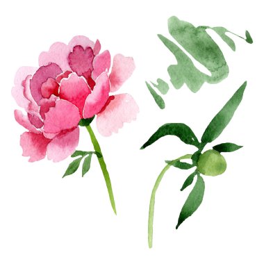 Pembe peony çiçek botanik çiçekler. Suluboya arka plan illüstrasyon küme. İzole peonies illüstrasyon öğesi.