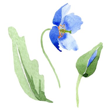 Mavi Haşhaş çiçek botanik çiçekler. Suluboya arka plan illüstrasyon küme. İzole haşhaş illüstrasyon öğesi.