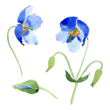 Mavi Haşhaş çiçek botanik çiçekler. Suluboya arka plan illüstrasyon küme. İzole haşhaş illüstrasyon öğesi.