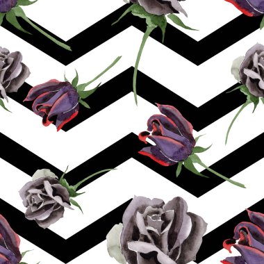 Siyah çiçek botanik çiçekler yükseldi. Suluboya arka plan illüstrasyon seti. Kesintisiz arka plan deseni.