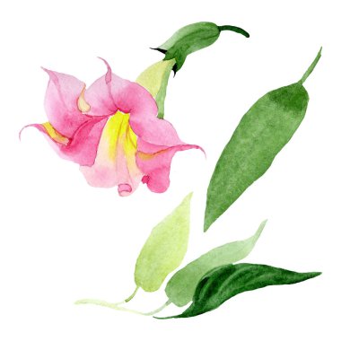 Pembe Brugmansia Floral botanik çiçekleri. Suluboya arka plan seti. İzole Brugmansia illüstrasyon eleman.