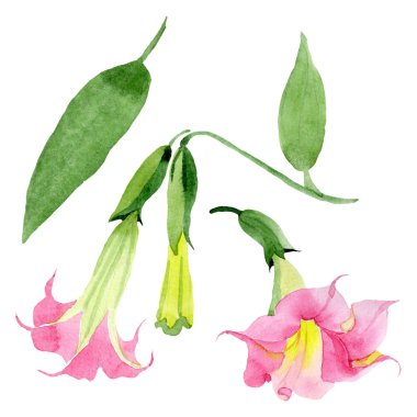 Pembe Brugmansia Floral botanik çiçekleri. Suluboya arka plan seti. İzole Brugmansia illüstrasyon eleman.