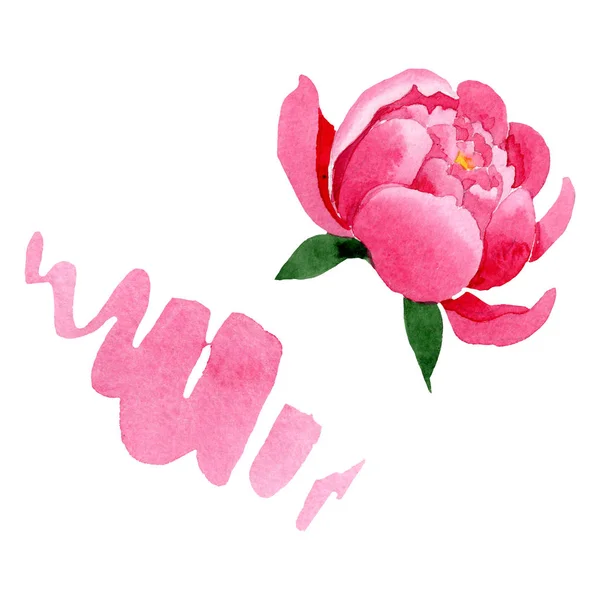 Ροζ floral βοτανικό λουλούδια peony. Ακουαρέλα φόντο εικόνα σύνολο. Απομονωμένη παιώνιες εικονογράφηση στοιχείο. — Φωτογραφία Αρχείου