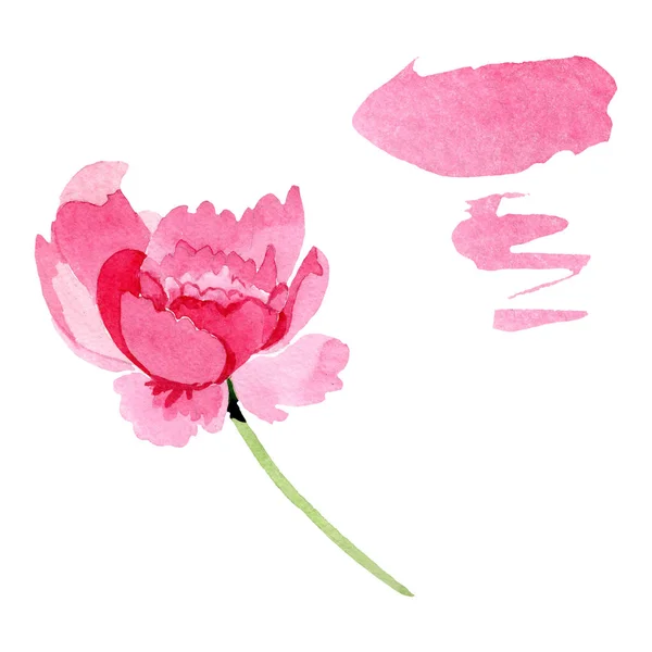 Fiori botanici floreali di peonia rosa. Acquerello sfondo illustrazione set. Peonie isolate elemento illustrativo . — Foto Stock