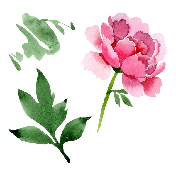 Rosa peônia flores botânicas florais. Conjunto de ilustração de fundo aquarela. Peônias isoladas elemento ilustrativo . — Fotografia de Stock