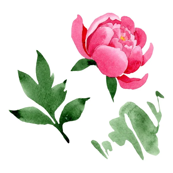 Pivoine rose fleurs botaniques florales. Ensemble d'illustration de fond aquarelle. Élément d'illustration pivoines isolées . — Photo