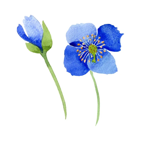 Kék mák virág botanikai virágok. Akvarell háttér illusztráció készlet. Elszigetelt Pipacsok ábra elem. — Stock Fotó