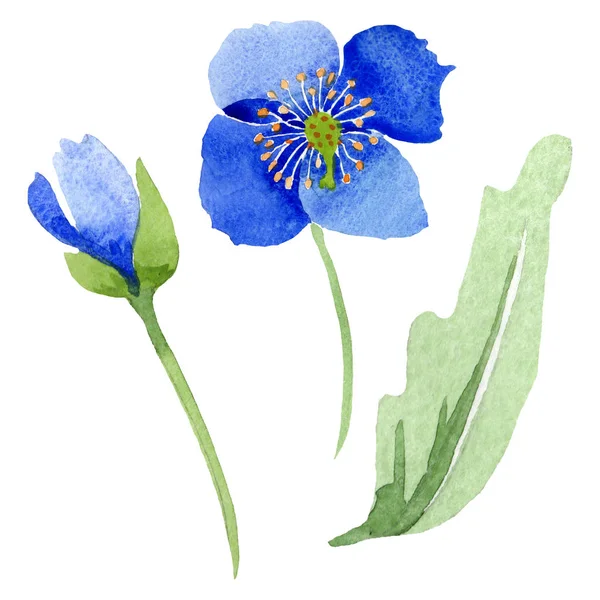 Flor de papoula azul flores botânicas. Conjunto de ilustração de fundo aquarela. Isolado papoilas ilustração elemento . — Fotografia de Stock