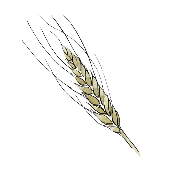 Зеленое ухо пшеницы. Набор акварельных фонов. Изолированный пшеничный иллюстрационный элемент . — стоковое фото