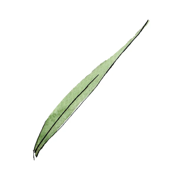 Groen gras blad. Aquarel achtergrond illustratie set. Geïsoleerde tarwe illustratie element. — Stockfoto