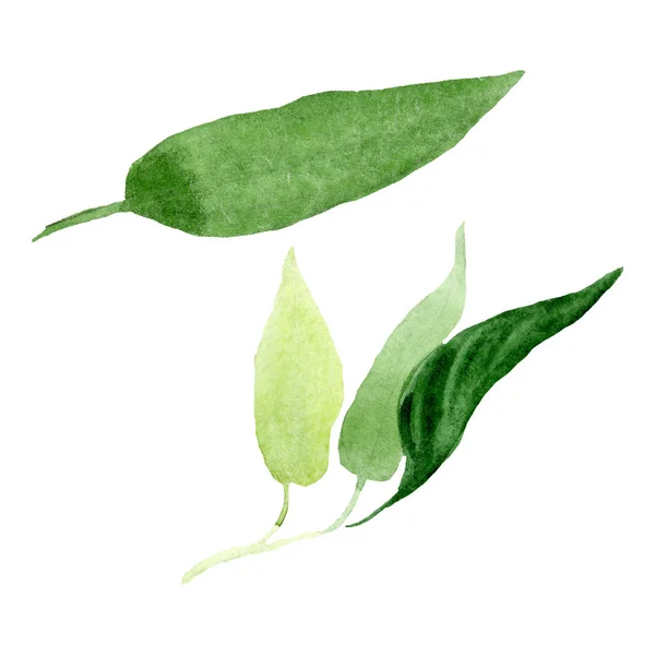 Brugmansia zielone liście kwiatowe kwiaty botaniczne. Zestaw tła akwarelowego. Izolowane Brugmansia element ilustracji. — Zdjęcie stockowe