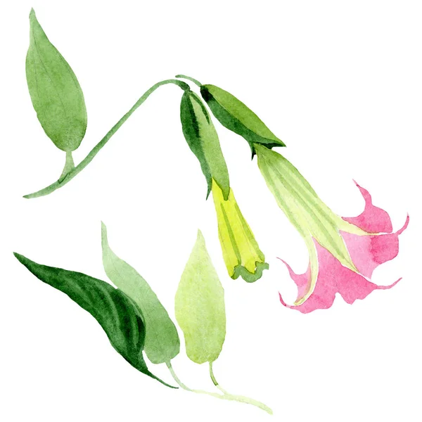 Růžové botanické květinové květy. Barevné pozadí. Izolovaná Brugmansia-ilustrace. — Stock fotografie
