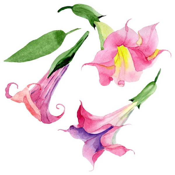 Ροζ Brugmansia floral βοτανική λουλούδια. Σετ φόντου για υδατογραφήματα. Μεμονωμένο στοιχείο εικονογράφησης Brugmansia. — Φωτογραφία Αρχείου