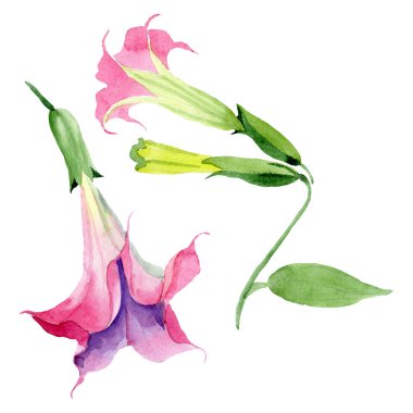 Pembe Brugmansia Floral botanik çiçekleri. Suluboya arka plan seti. İzole Brugmansia illüstrasyon eleman.