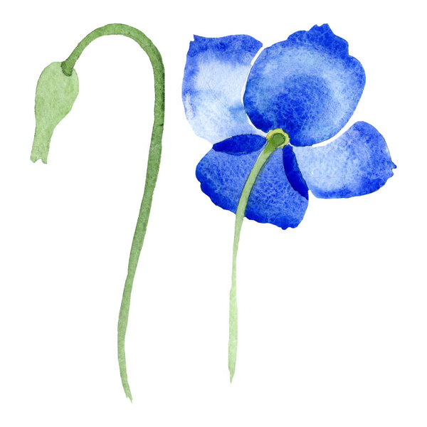 Синий мак цветочные ботанические цветы. Набор акварельных фонов. Изолированный элемент иллюстрации маков
.