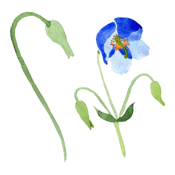 Fiori botanici floreali di papavero blu. Acquerello sfondo illustrazione set. Elemento di illustrazione papaveri isolati . — Foto Stock