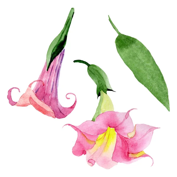핑크 브루 그만 시아 꽃 식물 꽃입니다. 수채화 배경 세트입니다. 고립 된 brugmansia 그림 요소. — 스톡 사진