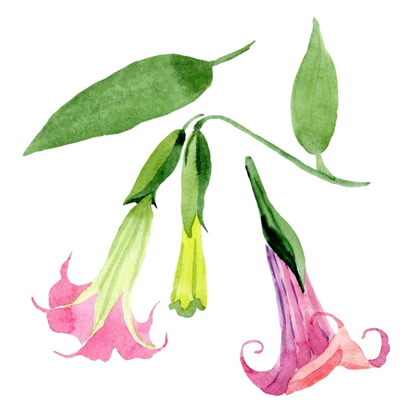 Rosa brugmansia flores botânicas florais. Conjunto de fundo aquarela. Elemento ilustrativo isolado da brugmansia . — Fotografia de Stock
