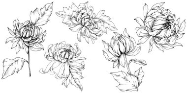 Vektör krizantem çiçek botanik çiçekler. Siyah ve beyaz mürekkep sanat kazınmış. İzole çiçek Çizim öğesi.