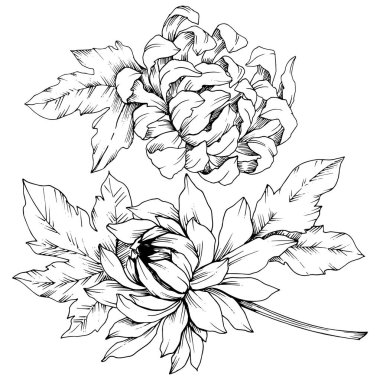 Vektör krizantem çiçek botanik çiçekler. Siyah ve beyaz mürekkep sanat kazınmış. İzole çiçek Çizim öğesi.