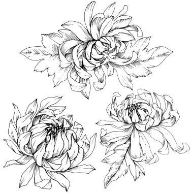 Vektör krizantem çiçek botanik çiçekler. Siyah ve beyaz mürekkep sanat kazınmış. İzole çiçek Çizim öğesi.